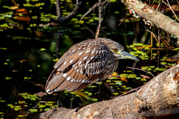 Immature Night Heron
