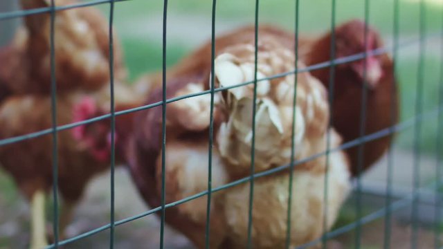 Hens Figh for Food