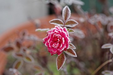 霜が付着した花