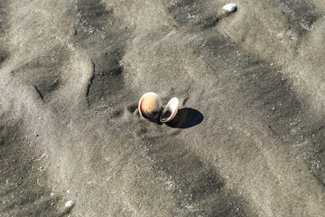 A open sea shell in the sand in Gisborne, New Zealand.