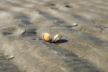 A empty shell sits in the beach sand in Gisborne, New Zealand.