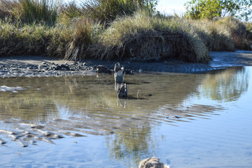 Wooden posts in the lagoon water in Gisborne, New Zealand.