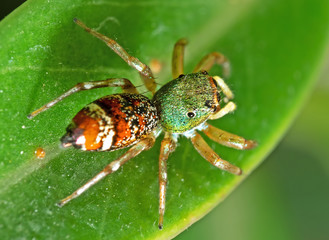 Macro Photo of Colorful Jumping Spider on Green Leaf