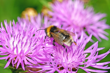 A bumblebee collects nectar from a flower.