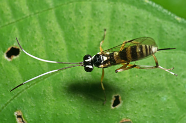 Macro Photo of Ichneumon Wasp with Black and White Antennae on Green Leaf