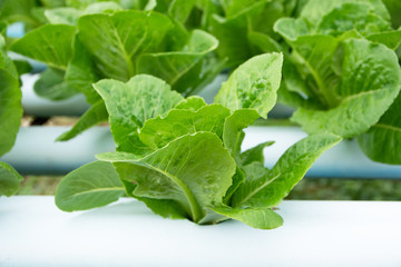 Organic Green Vegetables It's growing