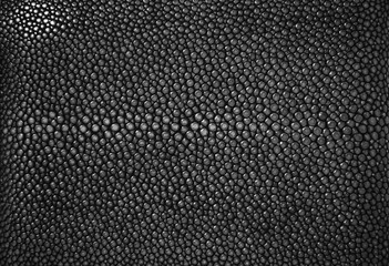 Close up skin stingray black old bag background