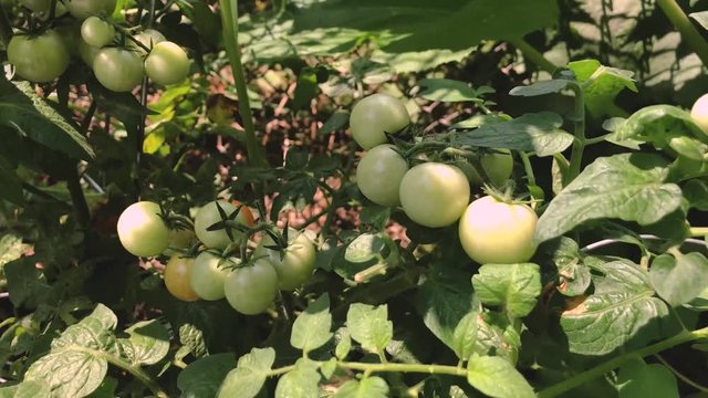Green tomatoes in the garden on sunny day in slow motion