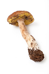 Mushroom berry on white background. View from above