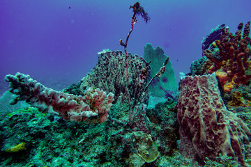 the underwater world of the Caribbean