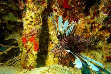 the underwater world of the Caribbean