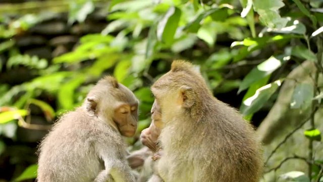Close Up: Family of Monkeys (Long Tailed Macaques) cuddle their baby against lush green jungle background