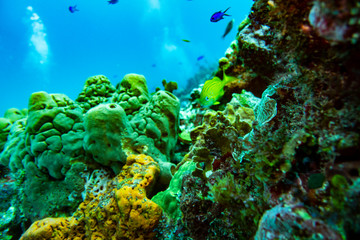 Fototapeta na wymiar the underwater world of the Caribbean. Cozumel Island and barrier reef near