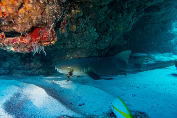 the underwater world of the Caribbean