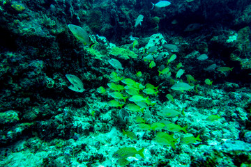 the underwater world of the Caribbean