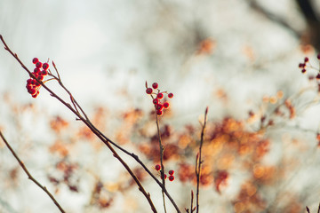 branch of a tree with red berries