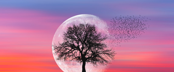 Lone tree with moon at it largest also called supermoon 