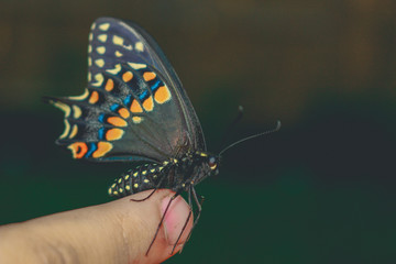 Butterfly on the hand. Bright beautiful butterflies. Swallowtail