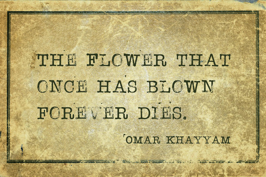 flower has blown Khayyam