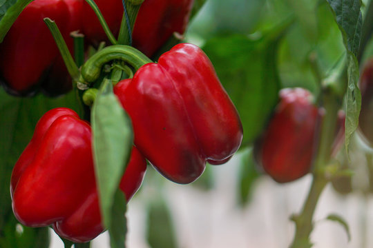 Fresh bell peper growing in garden. Organic vegetable farm