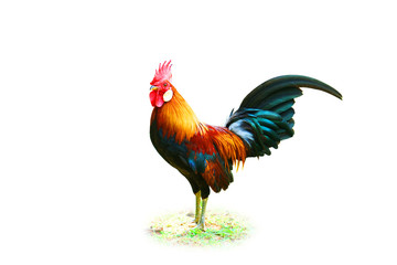 Isolated chicken studio shot white clipping path on white