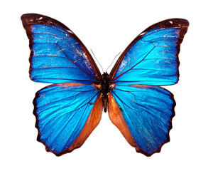 Obraz na płótnie Canvas Morpho blue butterfly , isolated on white