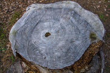 切り株・年輪