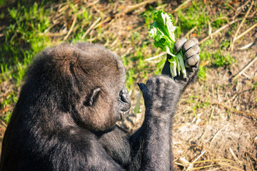 Ape eating some lettuce