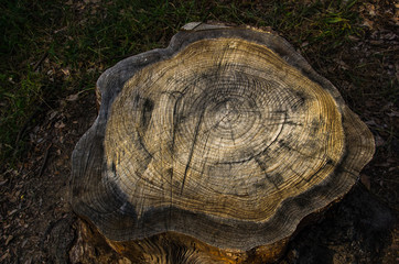 Obraz premium 切り株・年輪