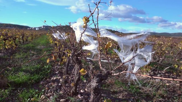 Vines polluted by plastic hanging from them. Blue sky with clouds and a lot of wind.