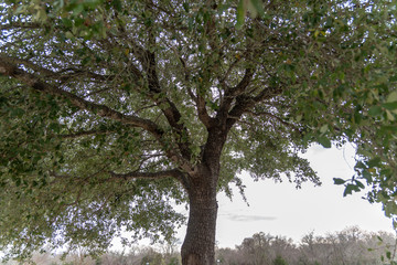 tree in the forest