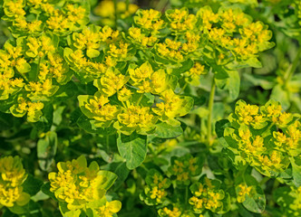 Blühende Warzen-Wolfsmilch, Euphorbia verrucosa
