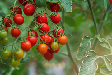 Ripe red tomatoes and colorful variety, hanging on the vine of a tomato tree in the garden.