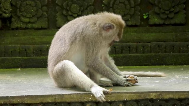Long Tailed Macaque trying to open a nut by hitting it on the wall of a temple in the Sacred Monkey Forest in Ubud, Bali.