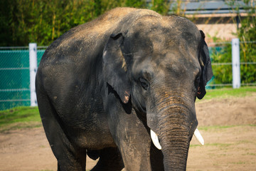 Fototapeta premium Elephant walking around