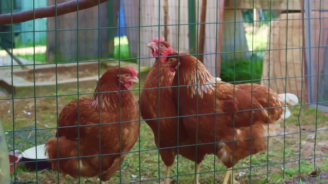 Three Chicken in Hen House