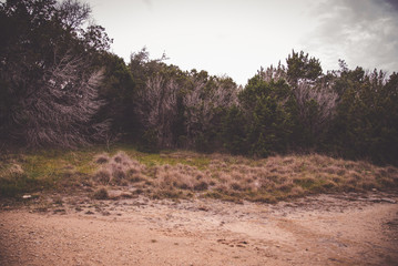 tree in desert © Tyeshia