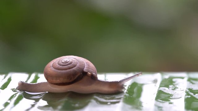 Snail in shell crawling on the green palm leaf after the rain, summer day in garden, close up, Thailand