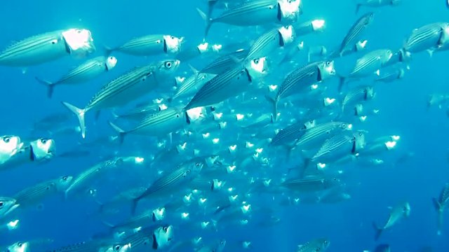 School of Mackerel feeding on plankton in shallow blue tropical waters