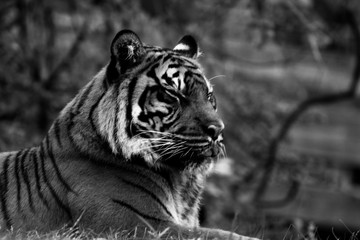 Tiger, portrait of a tiger in black and white