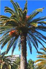 Fototapeta na wymiar Canarian date palm against the sky, Abkhazia