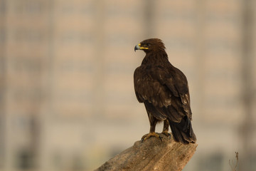 Greater Spotted Eagle / Clanga clanga