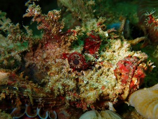 The beauty of underwater world in Sabah, Borneo.