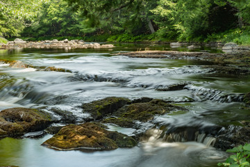 Fototapeta na wymiar river in the forest - 2