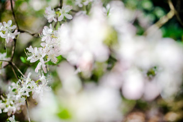 White rhododendron blooms against the background of green grass