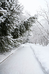Winter-trees in snow