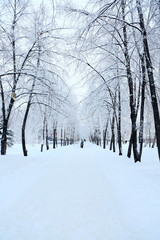 Winter-trees in snow