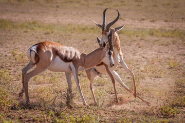 Naklejka na ściany i meble Springbok rams fighting over dominance of females in herd.