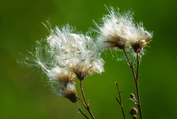 Close up Fluffy Seed Heads. Dandelion flower. Fluffy and white flowers in nice blur green background. Natural,flower,blur,green.