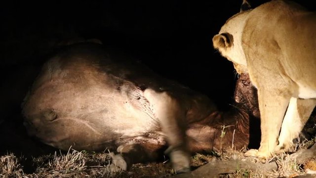 Lioness finishing off a female African buffalo at night biting and grappling over the muzzle of the animal in the Greater Kruger. The animal kicks its legs and struggles to breathe.
